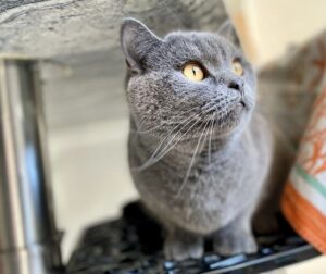 Graue Katze zu Hause