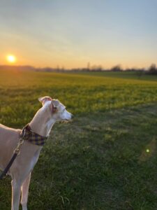 Hund auf einer Wiese bei Sonnenuntergang