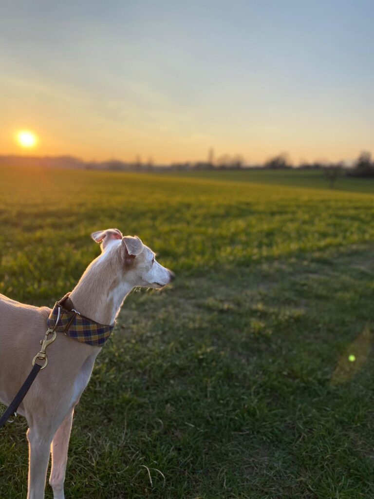 Hund auf einer Wiese bei Sonnenuntergang