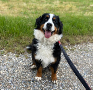 Hund an der Leine beim Spaziergang in Basel