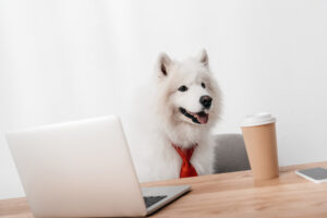 Hund mit Laptop, Symbolbild Hundekurs