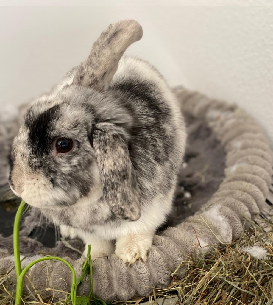 Kaninchen, Hausbesuch für Kleintiere