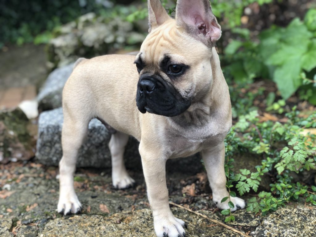 Hund beim Spaziergang mit Pets Island Basel