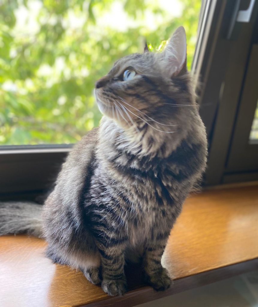 Katze am Fenster, Katzenbetreuung in Basel