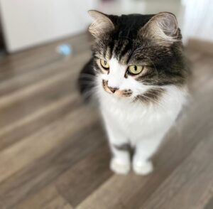 Katze zu Hause, betreut von Pets Island Basel
