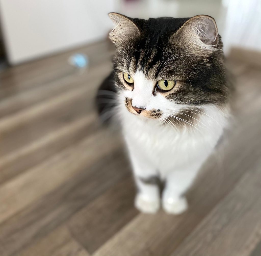 Katze zu Hause, betreut von Pets Island Basel