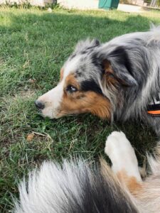 Australian Shepherd blue merle liegt im Gras, betreut von Pets Island