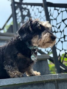Kleiner schwarzer Hund auf dem Balkon, betreut von Pets Island