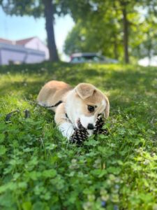 Welpe spielt mit einem Tannenzapfen im Gras, betreut von Pets Island